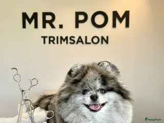 Pomeriaan honden Super lieve pomeranian Hummer - Advertentie 7