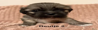 Lhasa Apso 2