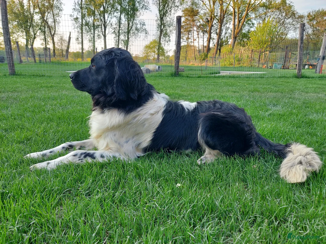 Friese Stabij honden ter dekking: Friese stabij dekreu met stamboom in Baarle-Nassau - Advertentie 4