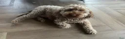 Australian Labradoodle honden te koop: Australian Labradoodle ( medium) - Advertentie 5