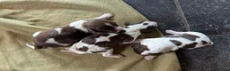 Engelse Springer Spaniel honden te koop: Engelse Springer Spaniël pups - Advertentie 14