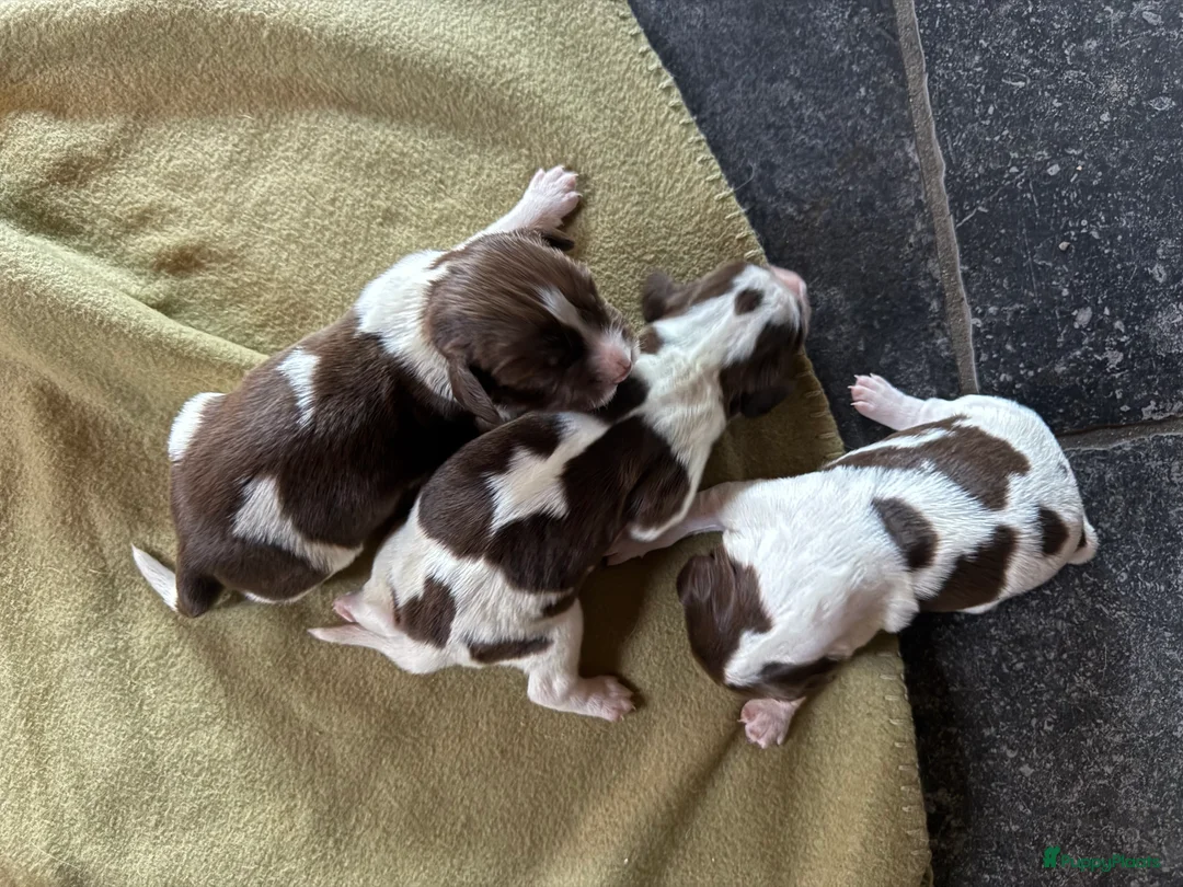 Engelse Springer Spaniel honden te koop: Engelse Springer Spaniël pups - Advertentie 14