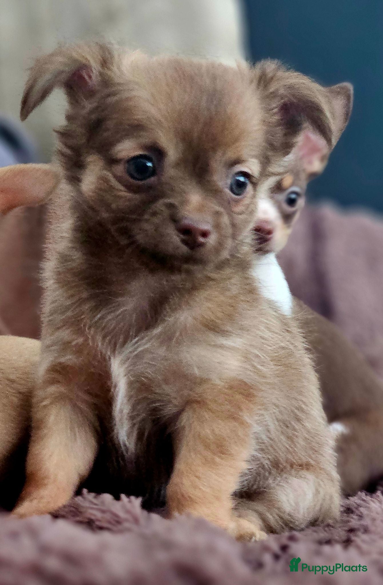 Chihuahua honden Raszuivere Chihuahua pups reutjes - Advertentie 2