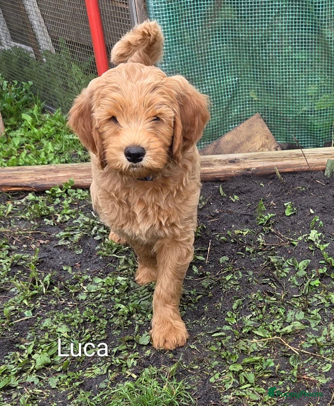 Kruising honden Labradoodle  - Advertentie 13