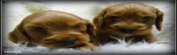 Cockapoo honden te koop: Cockapoo pups - Advertentie 3