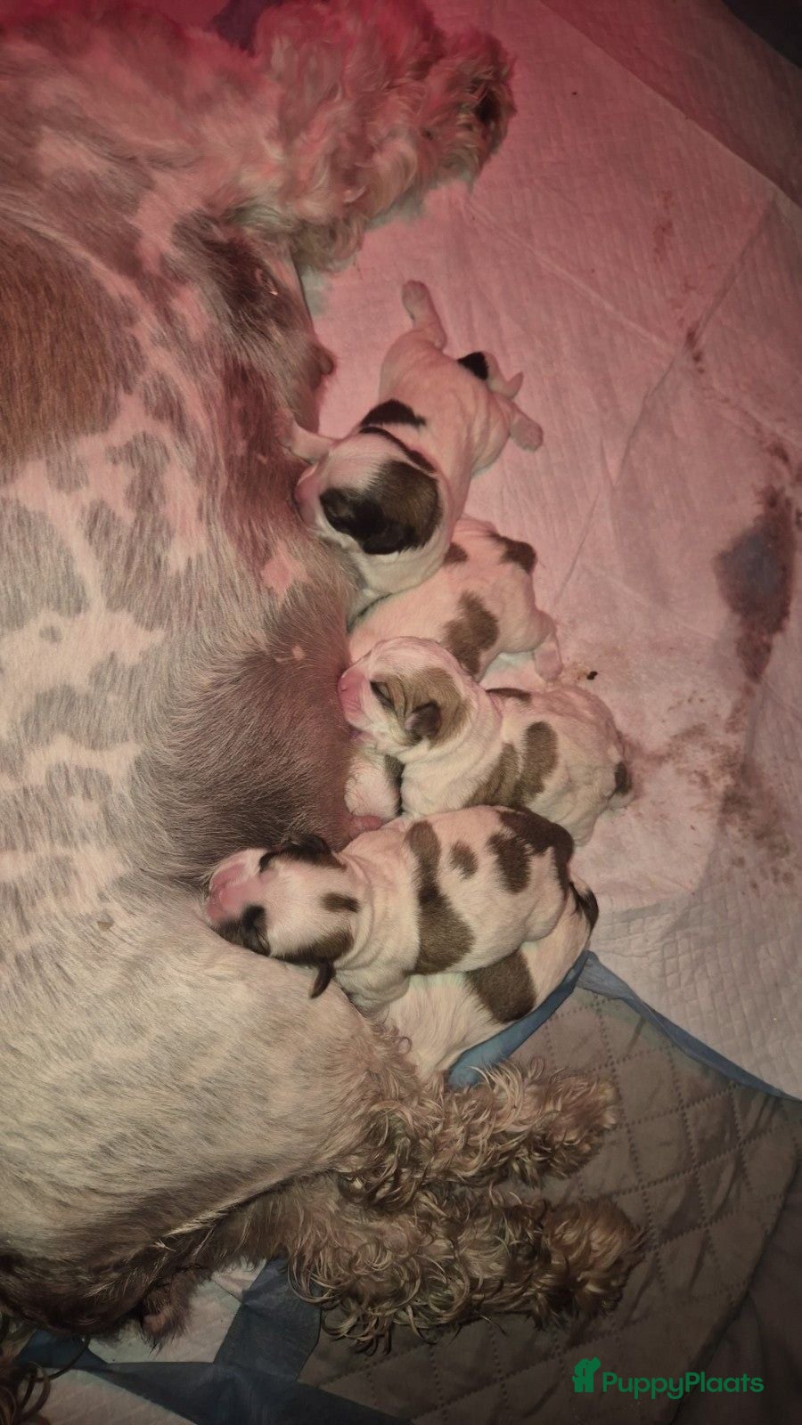 Boomer honden 5 gezonde puppy's geboren - Advertentie 1