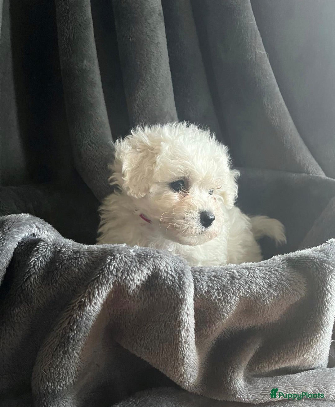 Bichon Frisé honden te koop: bichon frise pups - Advertentie 9