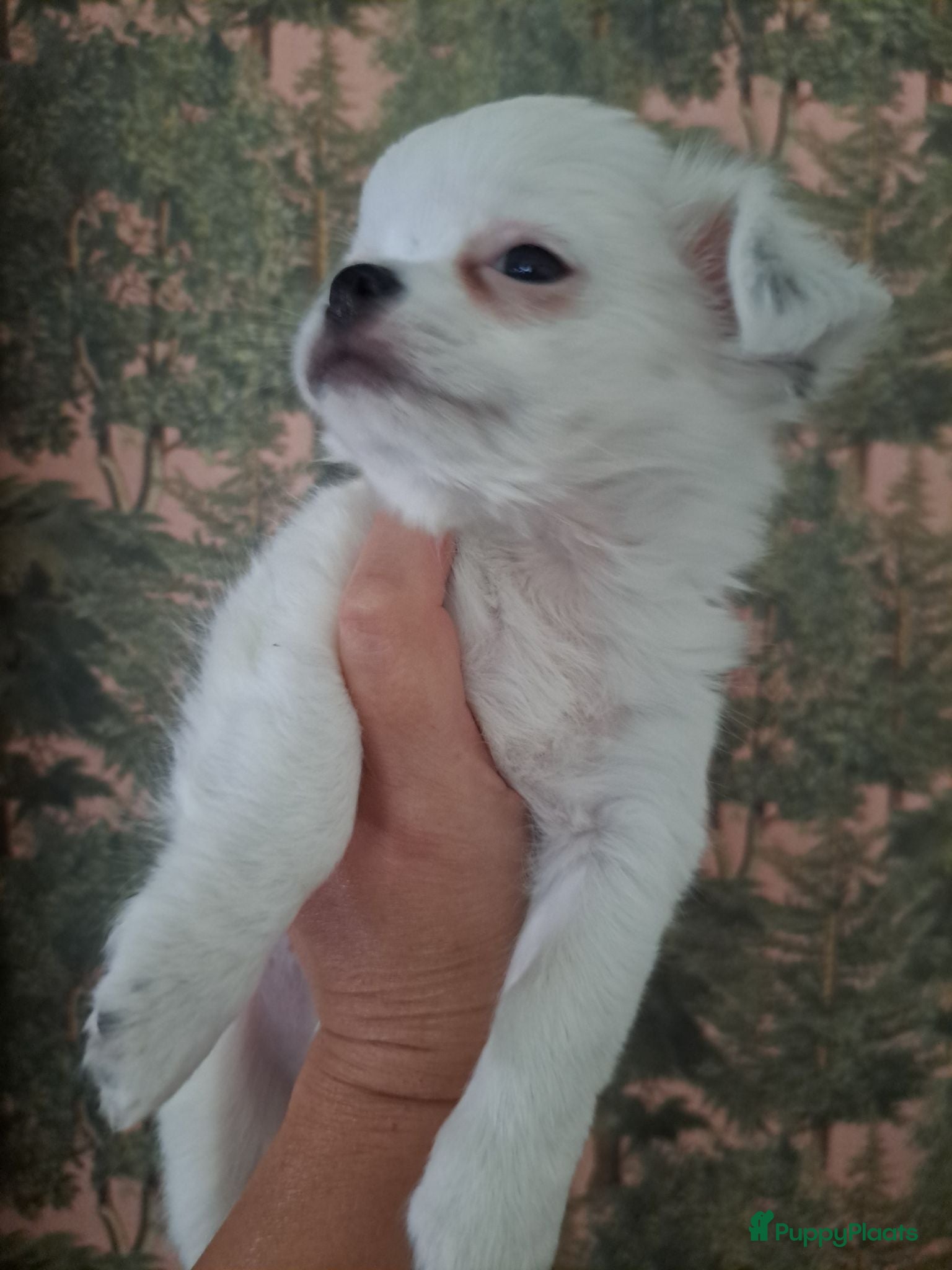Chihuahua honden Mooi chihuahua reutje - Advertentie 3