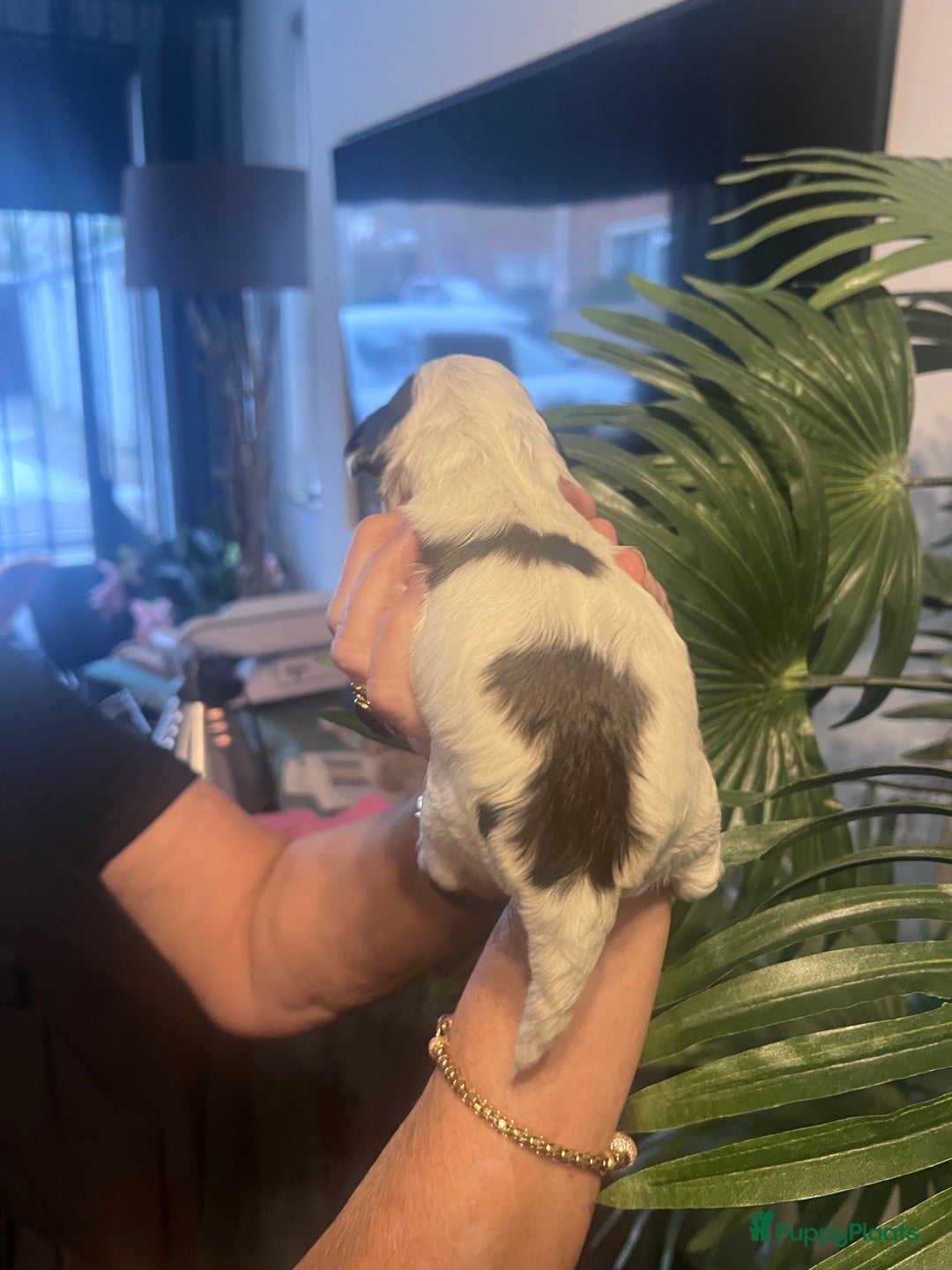 Cockapoo honden te koop: Cockapoo pups geboren  - Advertentie 22