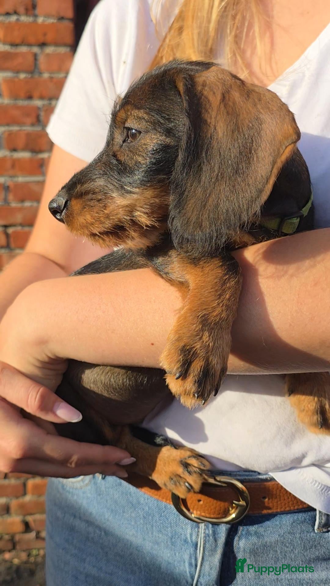 Ruwhaar Teckel honden Ruwharige dwergteckel pups belgië - Advertentie 2