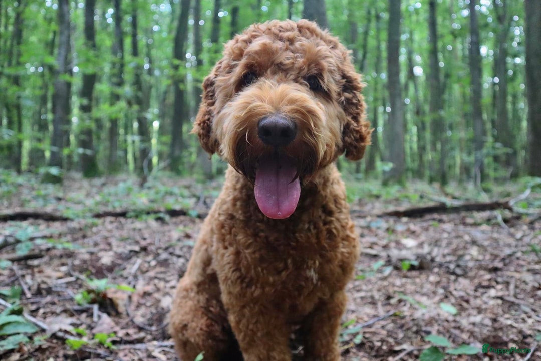 Labradoodle honden ter dekking: Bruno de australian labradoodle in Heusden - Afbeelding 1