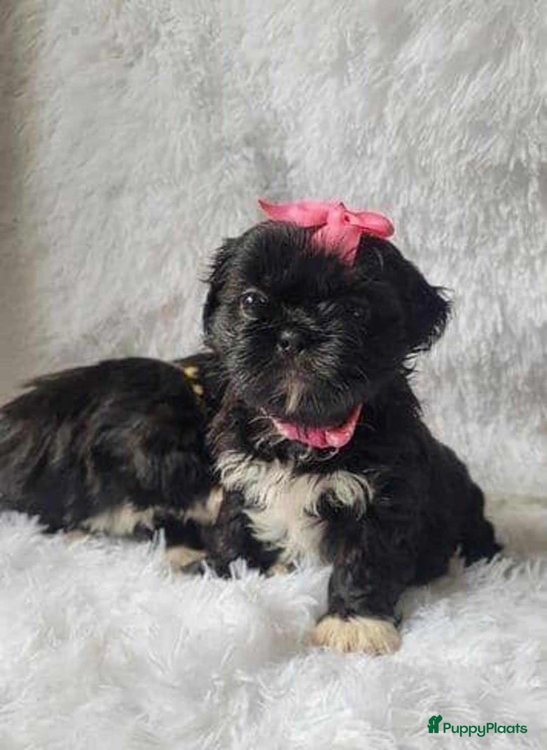 Shih Tzu honden te koop: Imperial Shih Tzu pups te koop - Advertentie 4