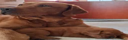 Labrador Retriever honden te koop: Red fox labrador pups - Advertentie 9