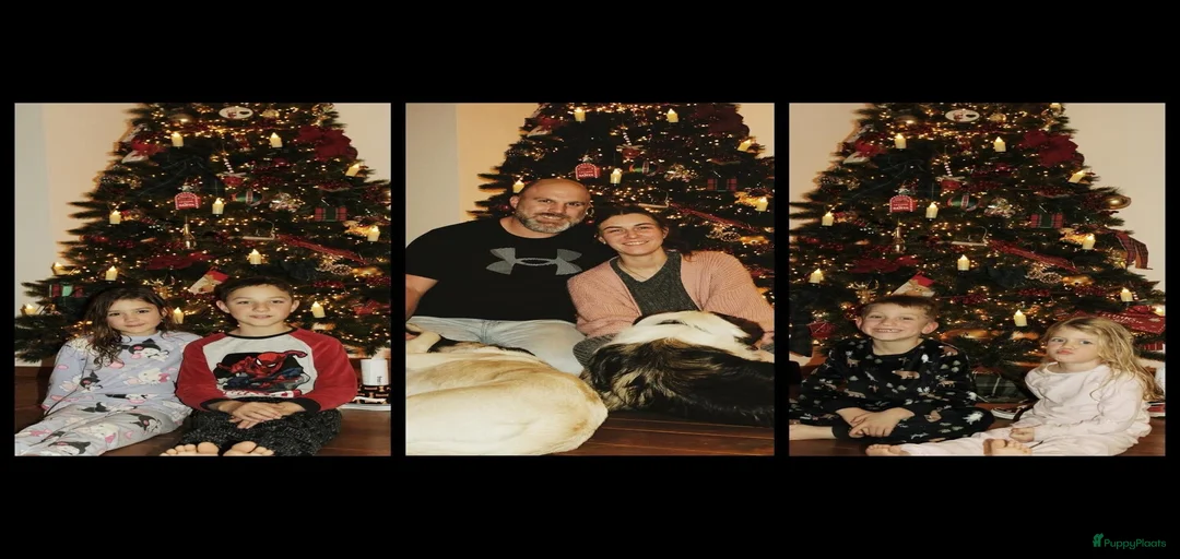 Galerij afbeelding {{count}}