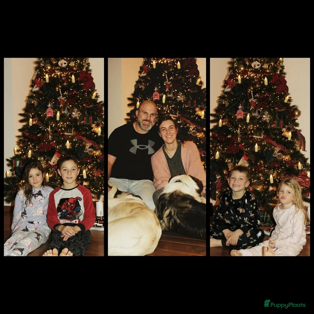 Galerij afbeelding {{count}}