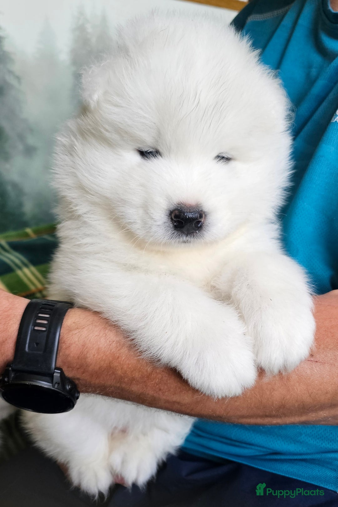 Samojeed honden te koop: Samoyed puppies from titled parents (FCI) - Afbeelding 1