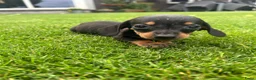 Teckel (korthaar)  honden te koop: Kortharige dwergteckel pups  - Advertentie 7