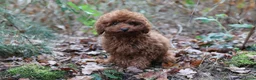 Poedel Toy honden te koop: 🐩 Coco, Nuno & Zizou – Klein maar Bijzonder! ❤️ - Advertentie 1