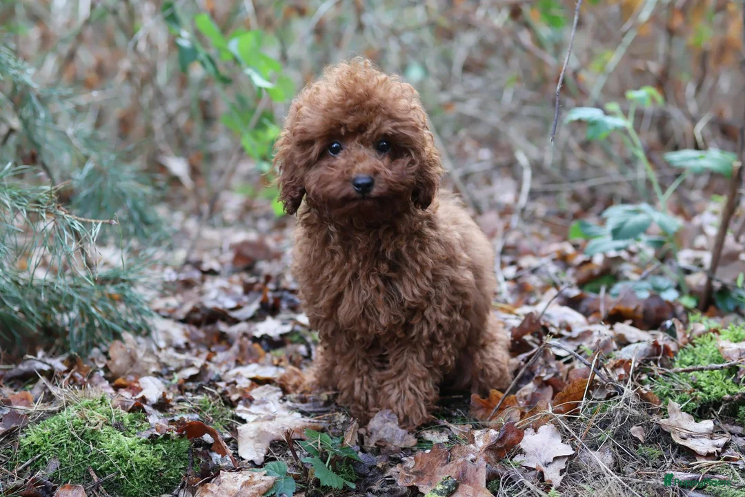 Poedel Toy honden te koop: 🐩 Coco, Nuno & Zizou – Klein maar Bijzonder! ❤️ - Advertentie 1