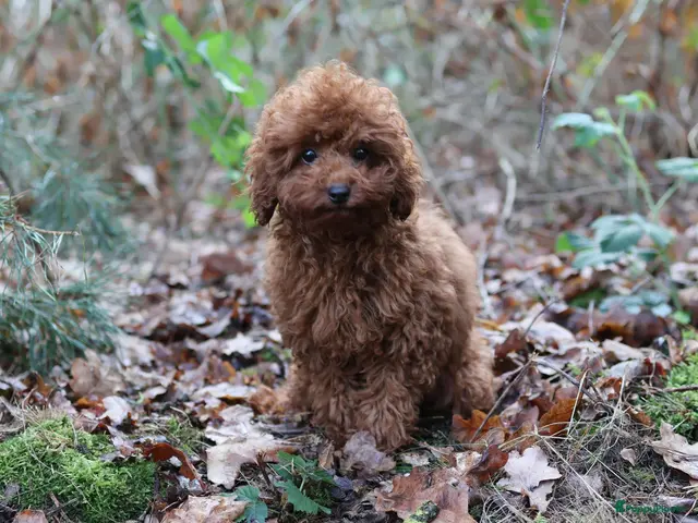 Poedel Toy honden te koop: 🐩 Coco, Nuno & Zizou – Klein maar Bijzonder! ❤️ - Advertentie 1