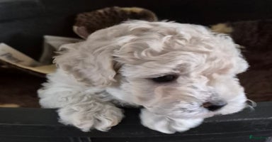 Dwergpoedel honden - Advertentie 4