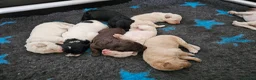 Kruising honden te koop: Leuke medium doodle pups zoeken gouden mandje! - Advertentie 2