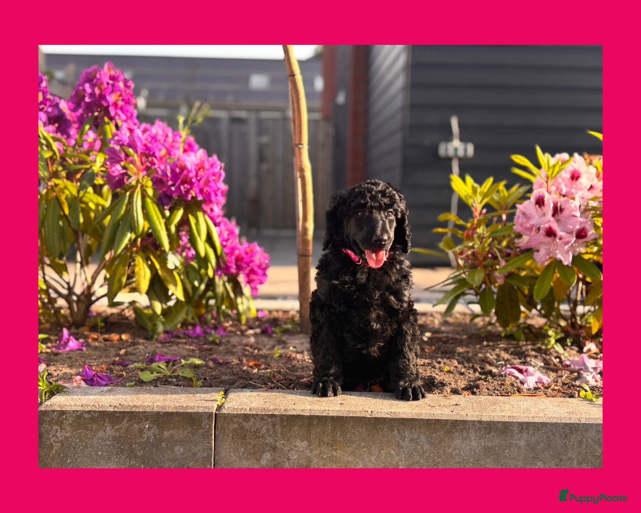 Poedel honden Grote poedel pups met fci stamboom - Advertentie 2