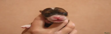 Havanezer Puppy 5