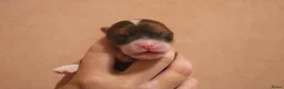 Havanezer honden te koop: Havanezer pups  - Advertentie 6
