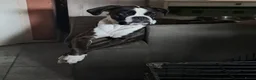 Boxer honden te koop: Boxer puppy's te koop in Maastricht - Advertentie 5