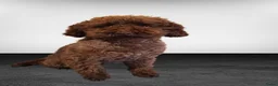 Poedel Toy honden ter dekking: bruin, klein toypoedel dekreutje met drachtecho - Advertentie 7