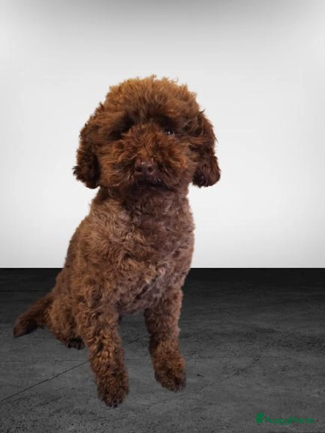 Poedel Toy honden ter dekking: bruin, klein toypoedel dekreutje met drachtecho - Advertentie 7