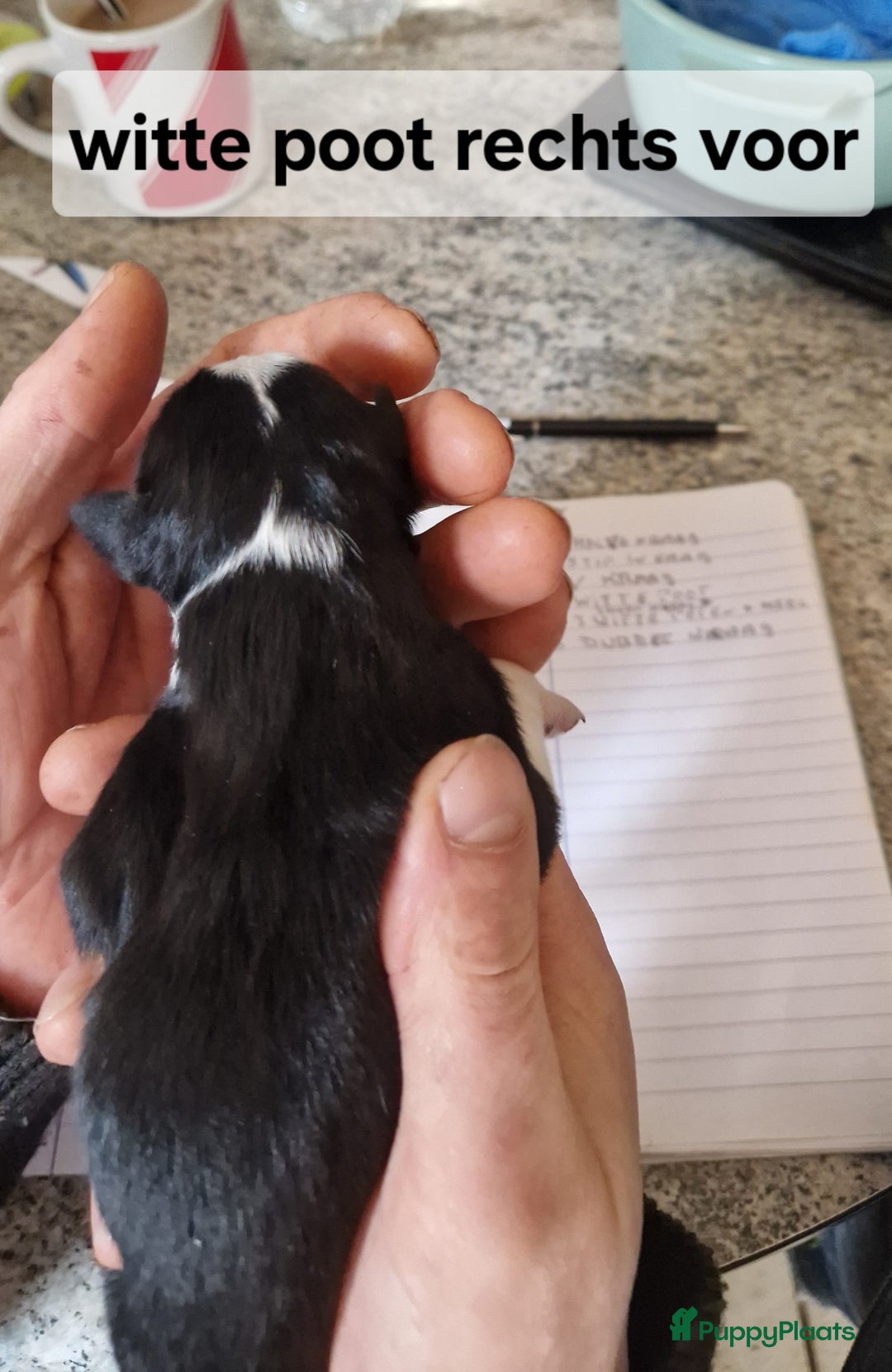 Border Collie honden te koop: Border collie pups - Advertentie 9