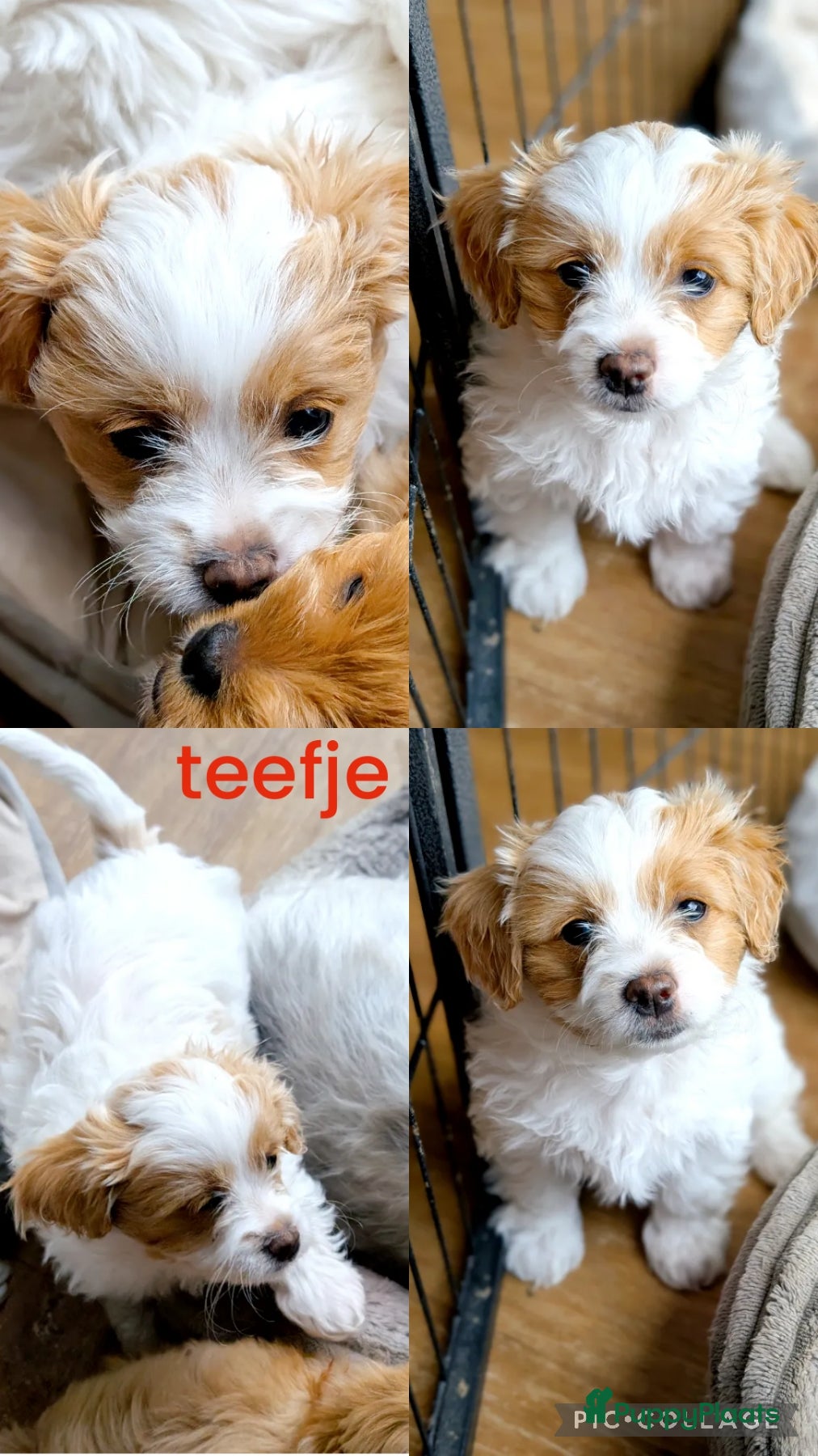 Shihpoo honden MaltiPoo (ShihTzu/Maltezer X ToyPoedel) - Advertentie 1