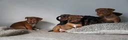 Jack Russel Terriër honden te koop: Stoere Jack Russel pups beschikbaar - Advertentie 29