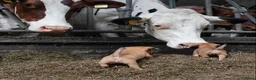 Jack Russel Terriër honden te koop: Stoere Jack Russel pups beschikbaar - Advertentie 19
