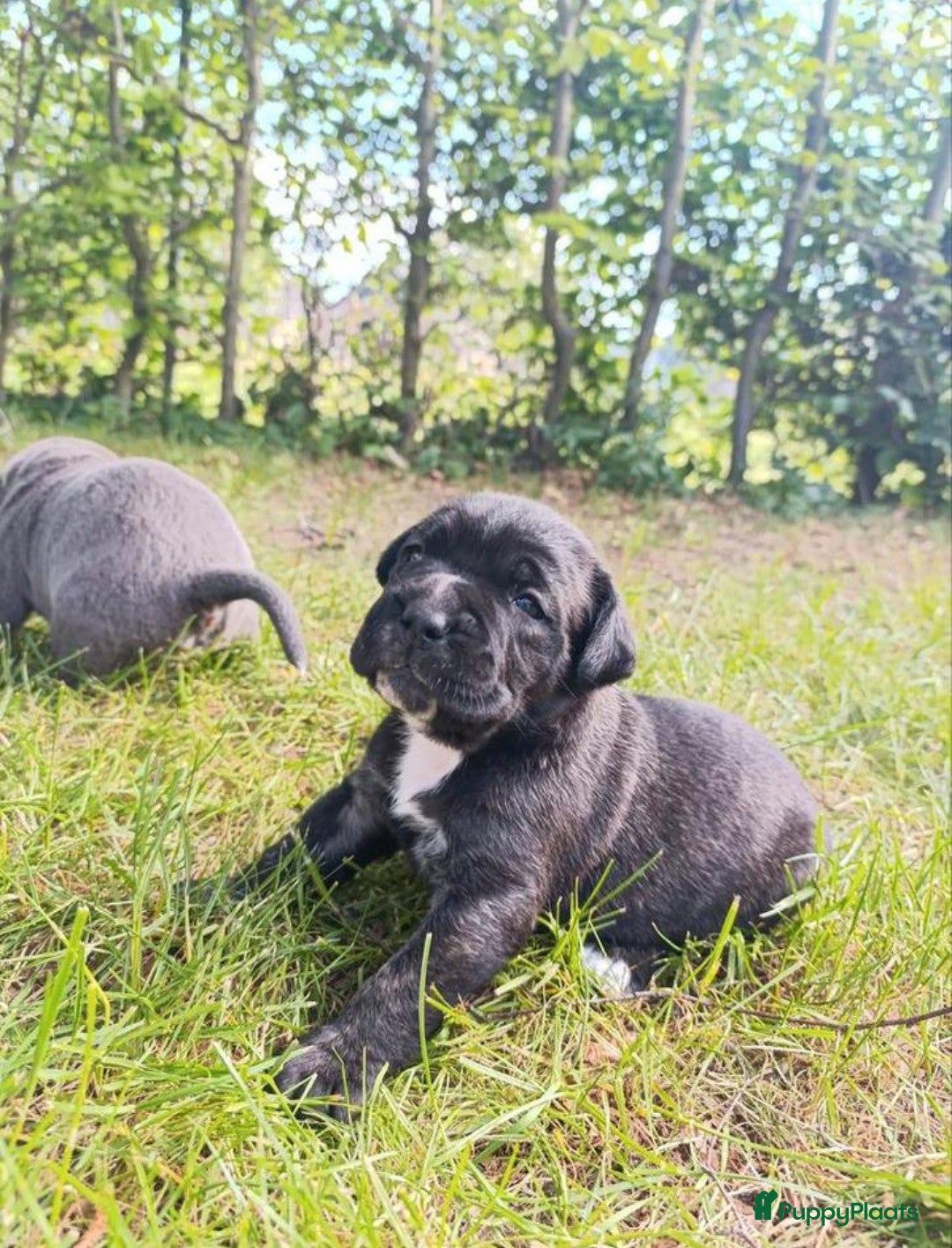 Cane Corso honden te koop: Cane corso pups in Welsum - Afbeelding 4