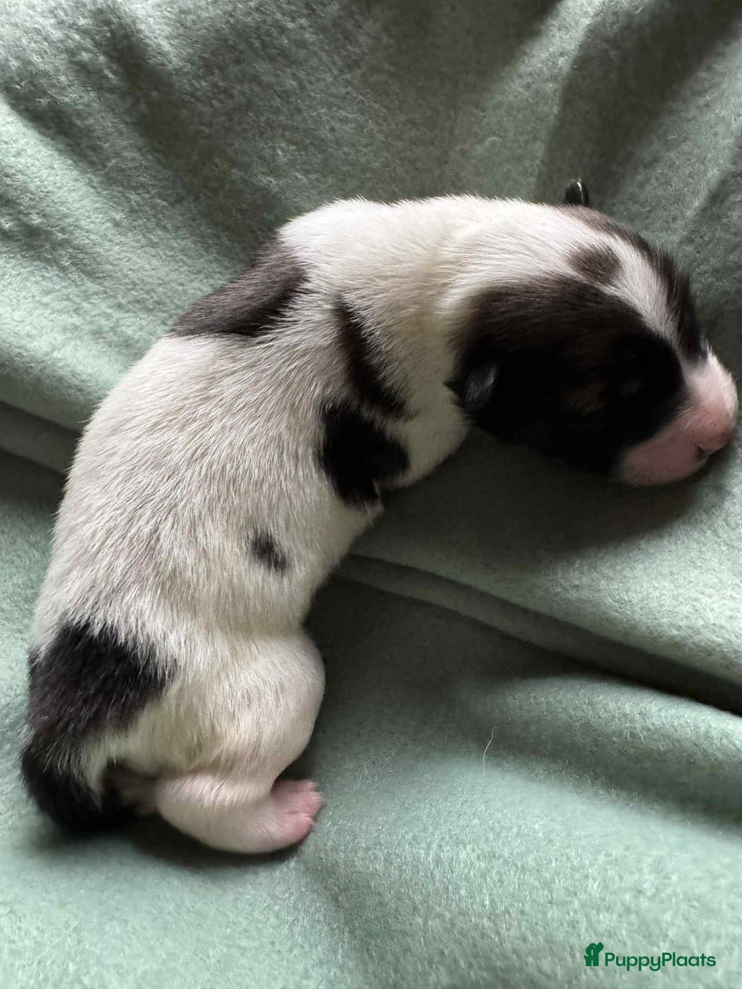 Thai Bangkaew Dog honden te koop: Thai Bangkaew Dog puppies - Advertentie 5