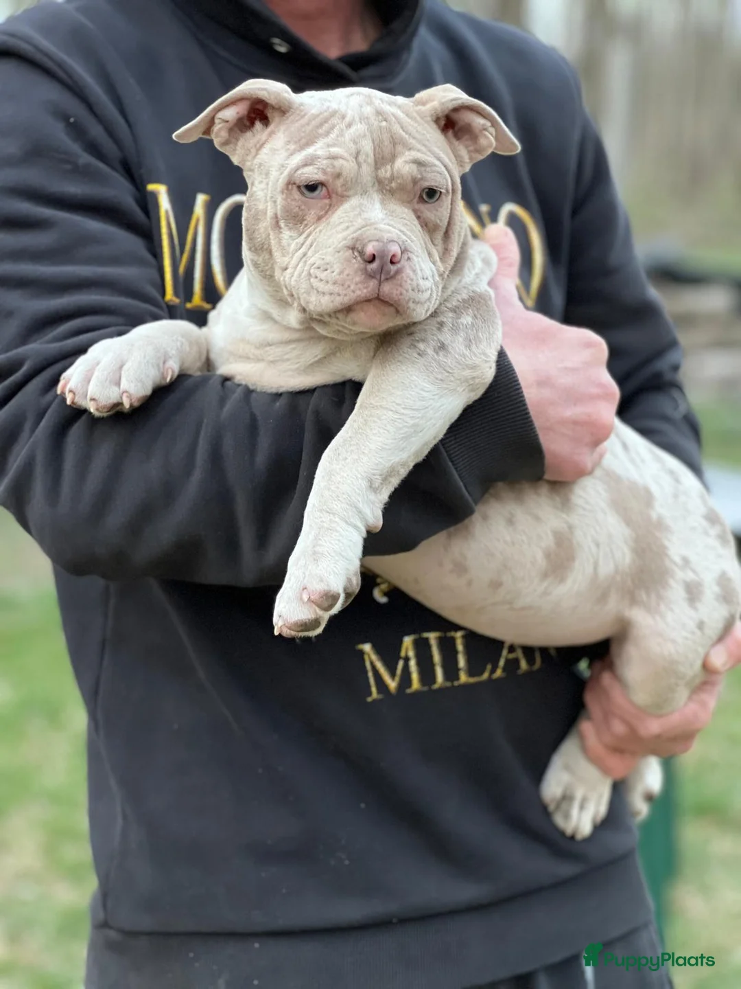 Amerikaanse Bully honden te koop: American Bully Pocket - Advertentie 2