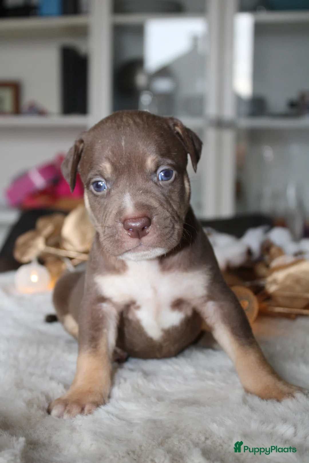 Amerikaanse Bully honden te koop: American Bully pups Abkc België  - Advertentie 15