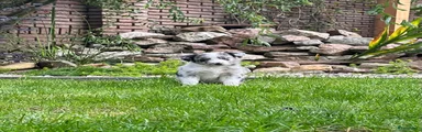 Australian Shepherd 6