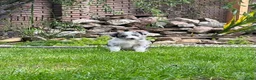 Australian Shepherd honden te koop: Aussie pups - Advertentie 16