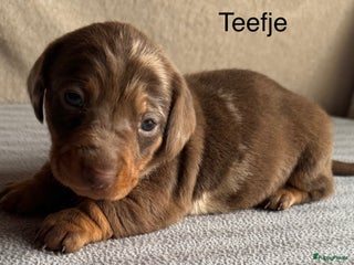 Teckel (korthaar) honden Teckel pups Merle / choco Tan / blue Tan - Advertentie 3
