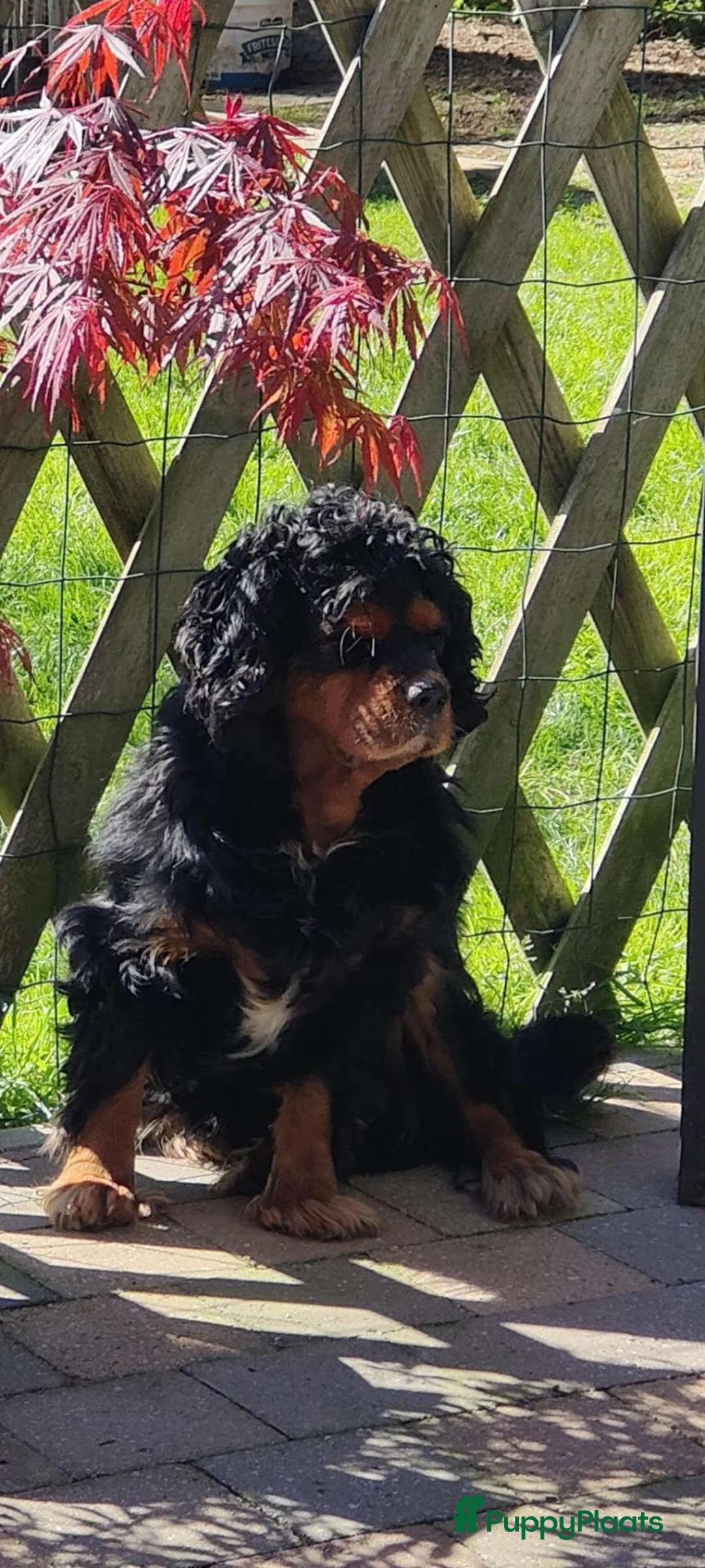 Kruising honden te koop: Prachtige pups. Kruising borderjack cavalier. - Advertentie 2