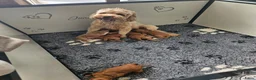 Australian Labradoodle honden te koop: Australian labradoodle pups met Wala stamboom - Advertentie 1