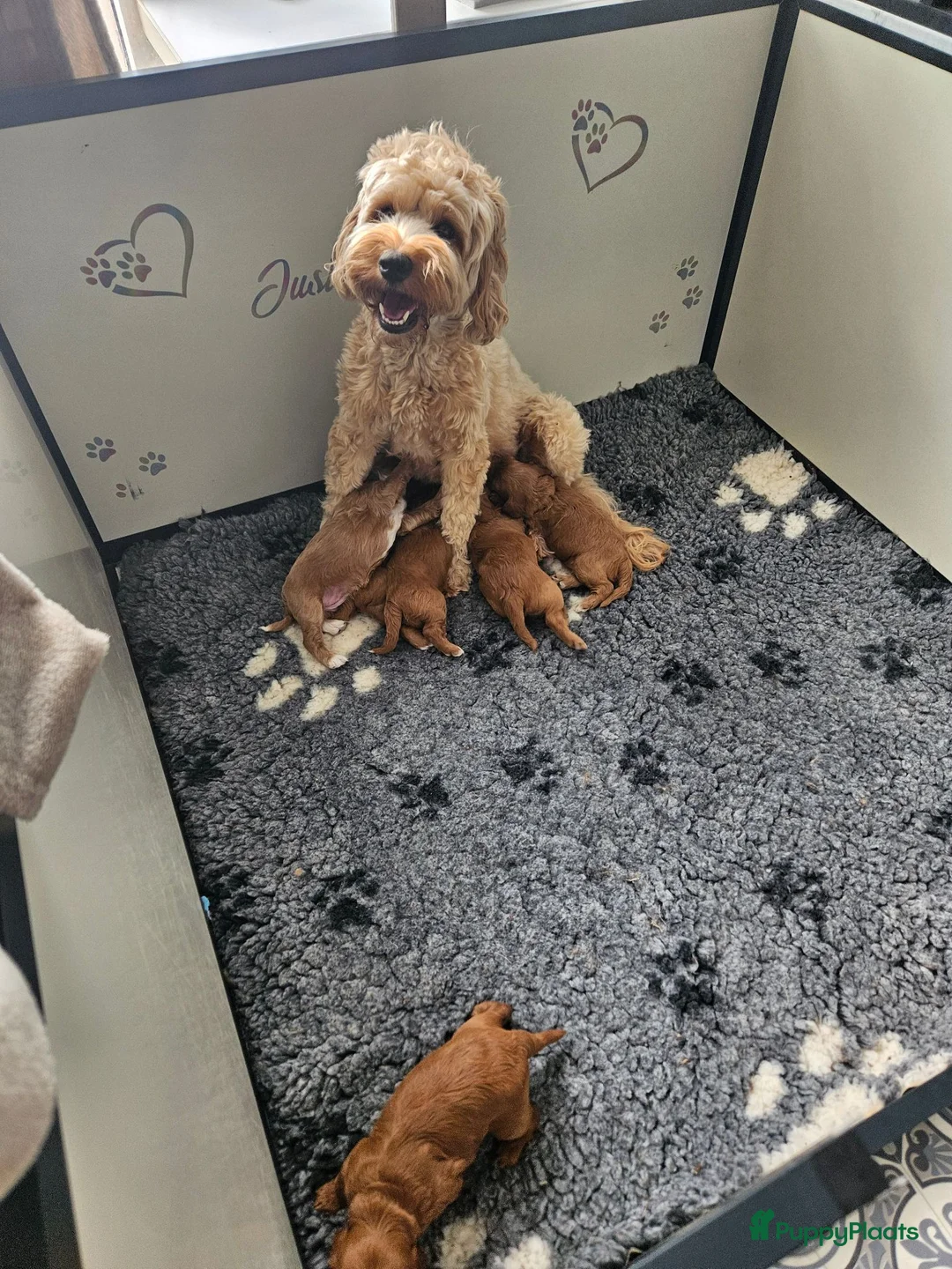 Australian Labradoodle honden te koop: Australian labradoodle pups met Wala stamboom - Advertentie 1