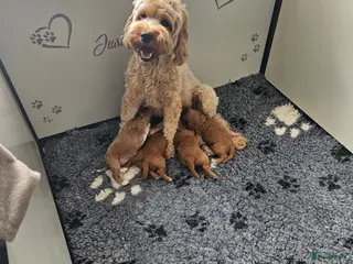 Australian Labradoodle honden Australian labradoodle pups met Wala stamboom - Advertentie 15