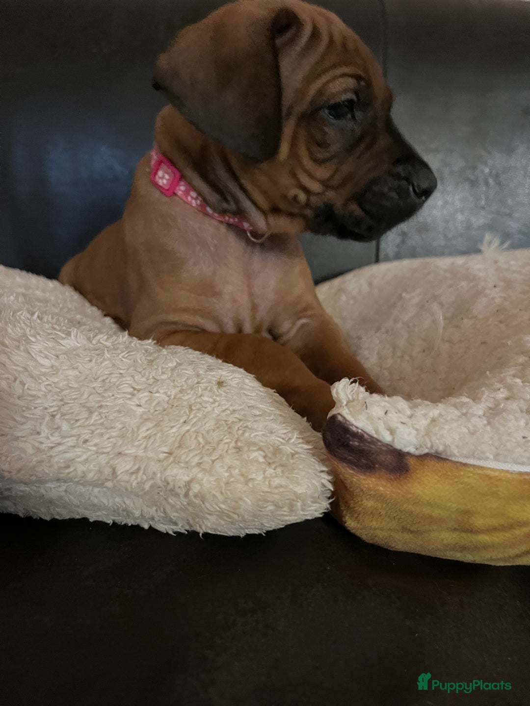 Rhodesian Ridgeback honden te koop: Rhodesian Ridgeback pups met stamboom - Advertentie 10