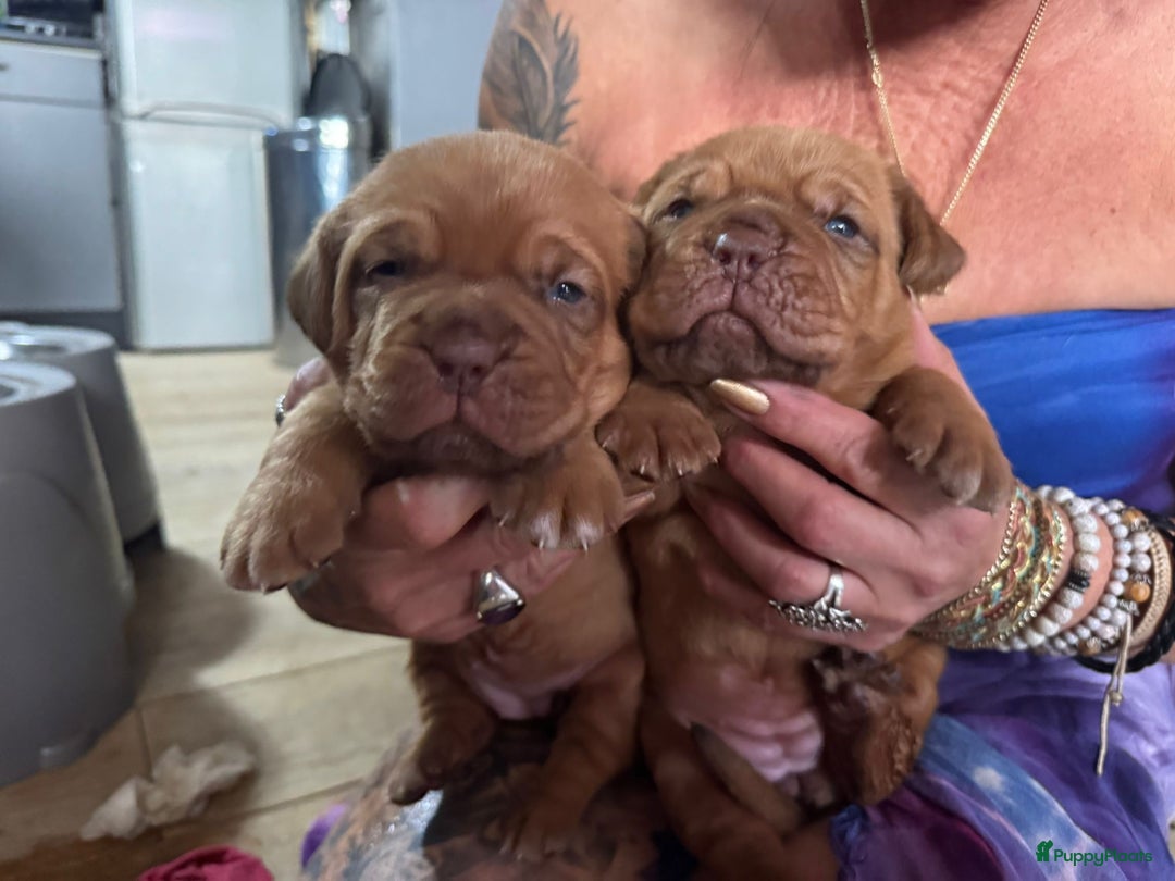 Bordeaux Dog honden te koop: Bordeauxdog puppy’s te koop in Lekkerkerk - Afbeelding 25