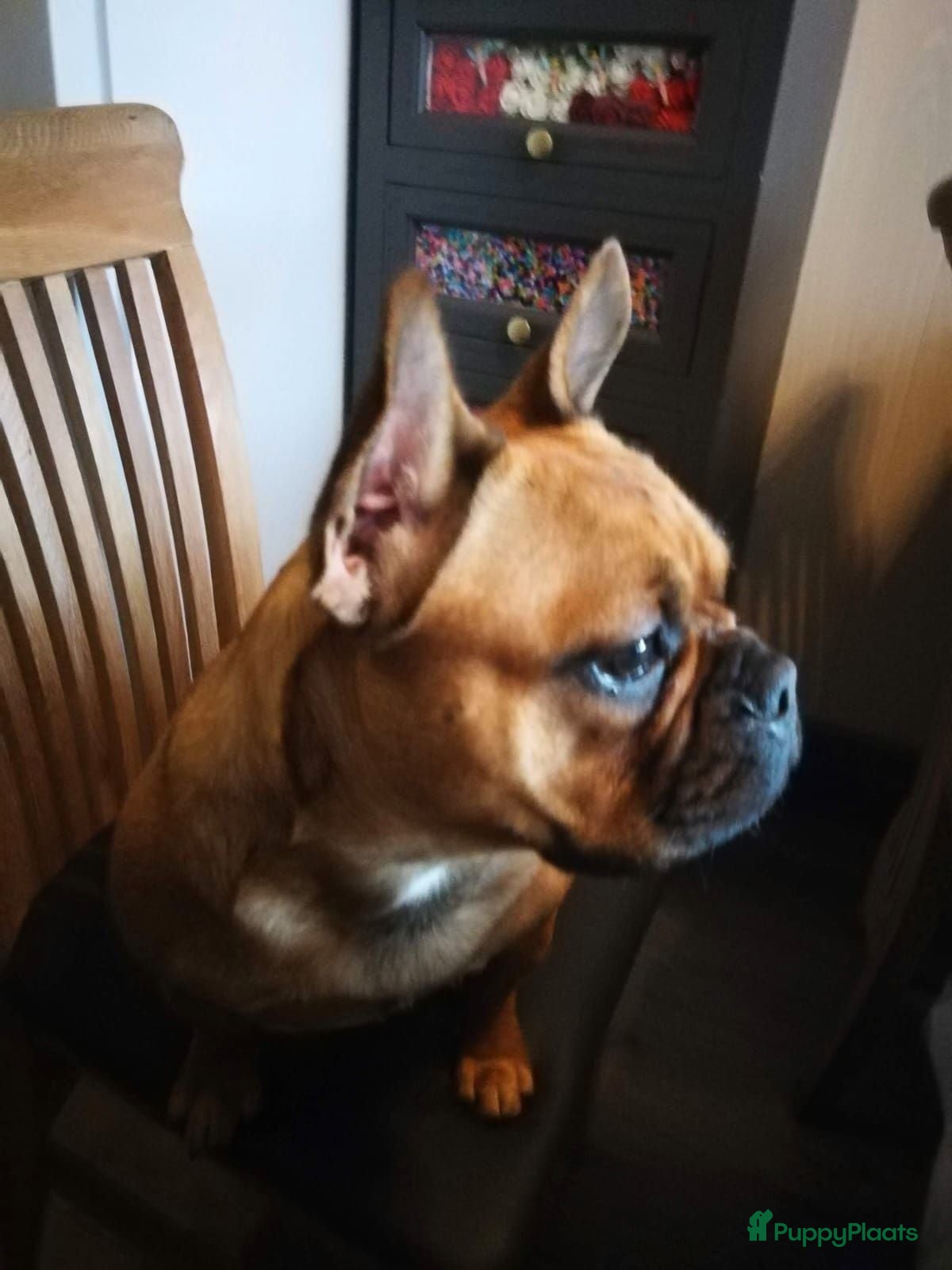 Franse Bulldog honden Fr bulldog puppy's met stamboom geteste ouders  - Advertentie 1